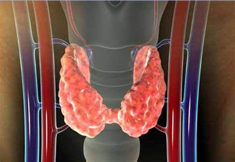 Hyperthyroidism Symptoms Causes And Treatment