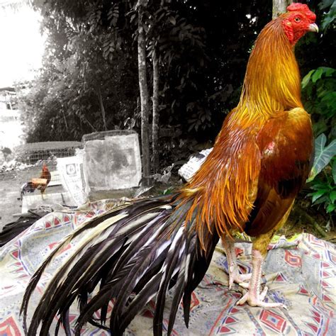 Ayam Laga Ayam Bangkok Aduan Jual Ayam Pakan Obat Obatan Cara Budidaya