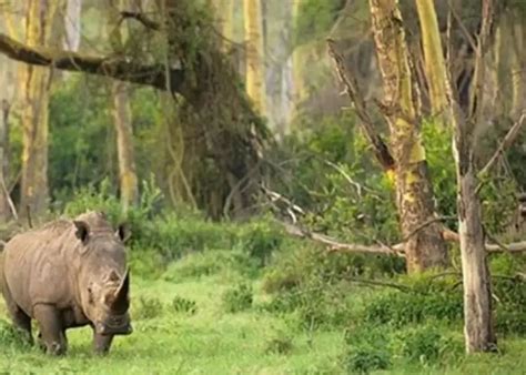 Misteri Tersembunyi Di Ujung Kulon Banten Keanekaragaman Alam Dan