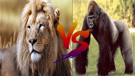 Gorilla Vs Lion