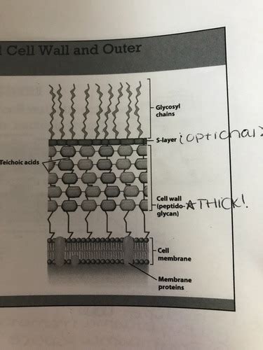 Micro Lecture 5 Flashcards Quizlet