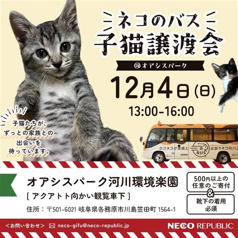 12月4日（日）！岐阜県最大級 子猫＆保護猫譲渡会 会場はオアシスパーク川島！30匹以上の可愛い子猫が大集合！12月3日から1月29日までは