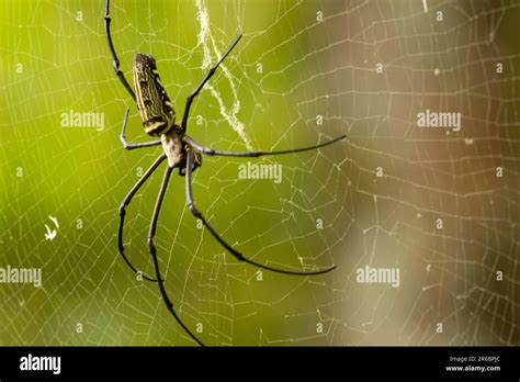 A Large Spider Suspended In Its Web In The Air Isolated Against A