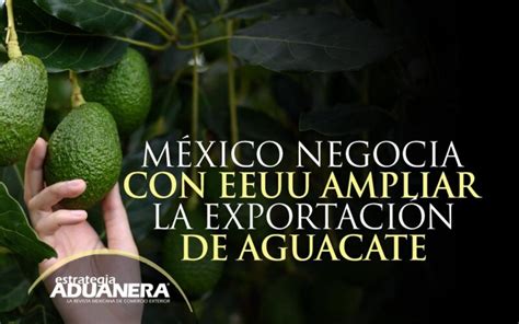 México Negocia Con Eu Ampliar La Exportación De Aguacate Estrategia