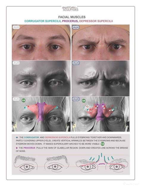 Angery eyes muscles of the glabellar region anatomy for sculptors – Artofit