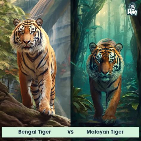 Bengal Tiger: Predator-Prey Interactions, Fights, and Aggressive ...