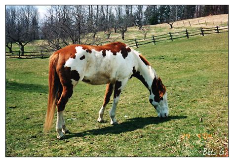 Viggo Mortensen's horse TJ... better known as Hidalgo | Mustang horse ...