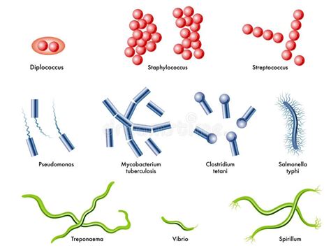 Common Bacteria Infecting Human Stock Vector Illustration Of