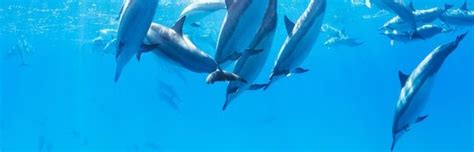 Dolphin Feeding - Animal Facts and Information