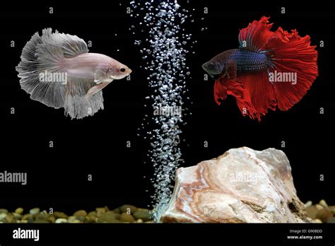 Beautiful Betta Fish Hi Res Stock Photography And Images Alamy