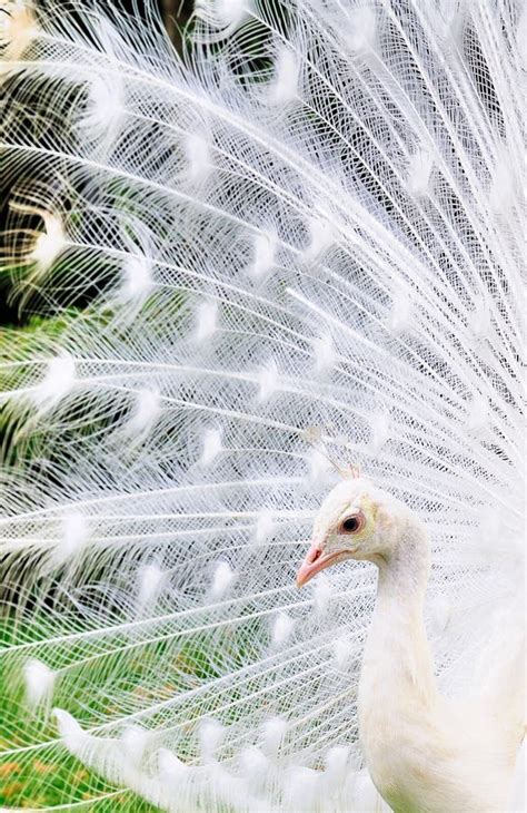 Albino Pfau Stockfoto Bild Von Albino Feder Auge Tier 20891264