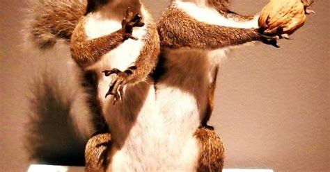 Taxidermy Wtf Imgur