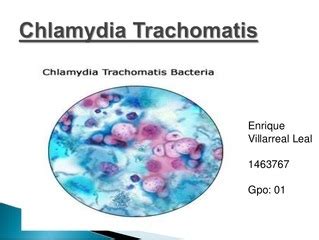 Chlamydia Trachomatis Gram Stain Morphology