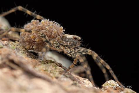 Wolf Spider With Babies By Melvynyeo On Deviantart