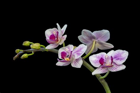 ANNE BELMONT PHOTOGRAPHY | Photographing Orchids - Tips to Create ...