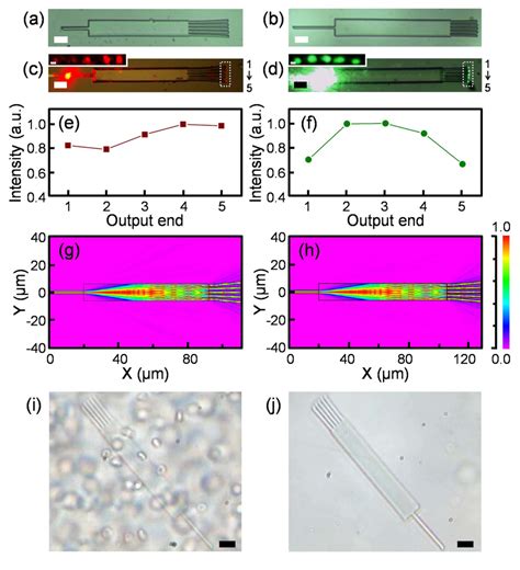 Om Image Of A Protein Based Mmi Designed For A 633 Nm And B 532 Nm