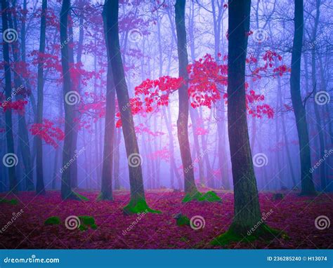 Floresta Misteriosa Neblina Foto De Stock Imagem De Nave Natal