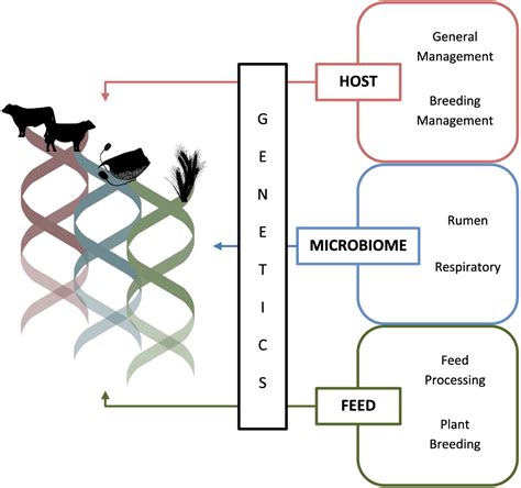 Strategies To Improve The Efficiency Of Beef Cattle Production