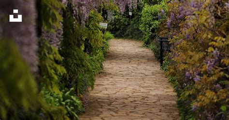 brown pathway  green plants photo  weinheim image  unsplash