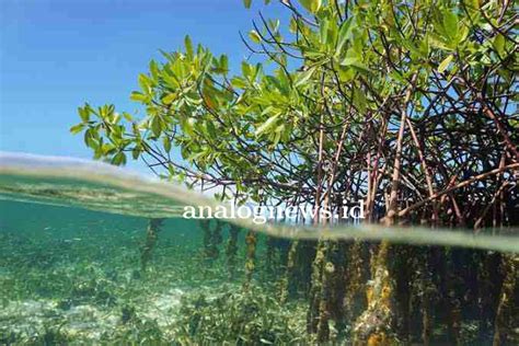 Pentingnya Mangrove Bagi Kehidupan Manusia