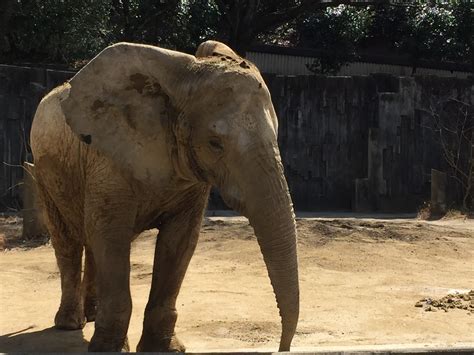 東山動植物園の人気動物ランキングbest10が発表！1位は誰 東海enjoy Navi