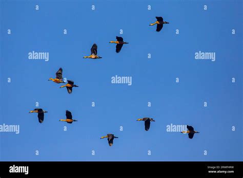 A Flock Of Migratory Birds Flying Over The Sky Of Jahangirnagar