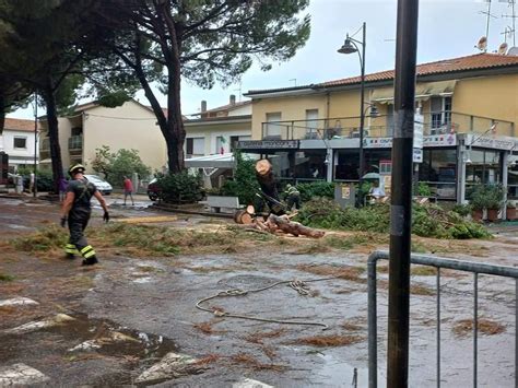 Maltempo Con Forti Raffiche Di Vento Diversi Pini Caduti Ravenna Ore It