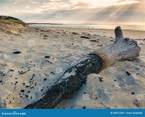 Burnt Log Stock Image Image Of Charcoal Sand Tones 34917299