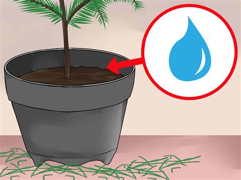 How To Care For A Norfolk Pine 15 Steps With Pictures WikiHow