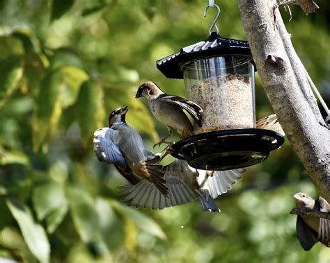 Angry Birds These Sparrows Spend More Time Arguing Over Wh Flickr