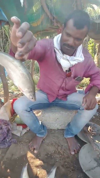 गावरान मासा 😱fishing Fish चिलापिshort Shorts Youtube