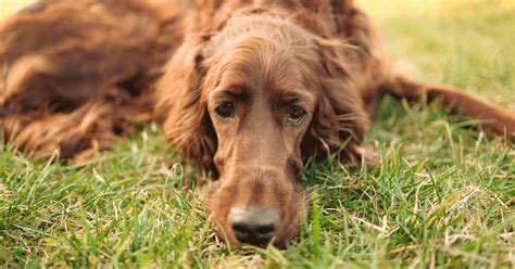 Chien Stress Comprendre Les Signes Et Agir Rapidement Francodex