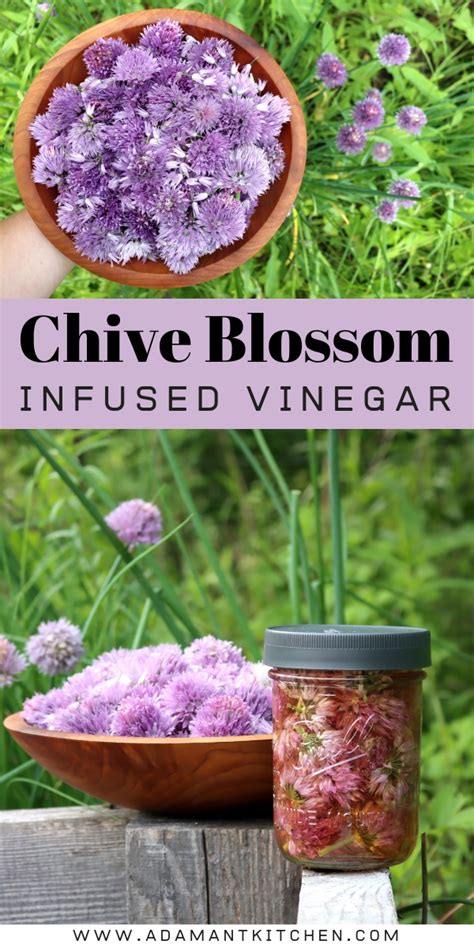 Chive Blossom Vinegar Adamant Kitchen