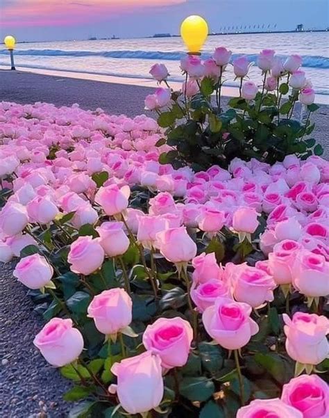 Pin By Dhafer Shamsuldeen On Coloures Beautiful Flowers Beautiful