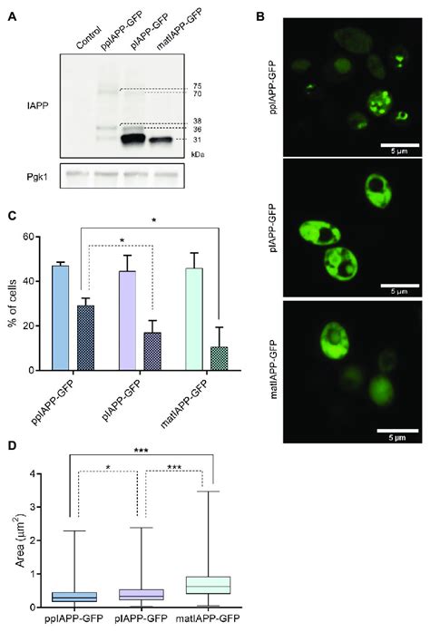 Iapp Gfp Fusions Expressed In Yeast Are Processed And Lead To The