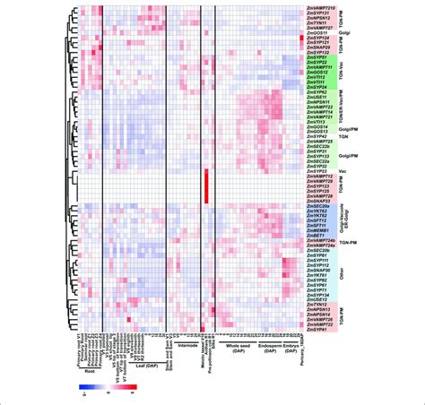 The Spatiotemporal Expression Profiles Of Maize Genes Encoding SNARE