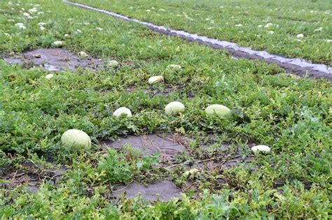 「十幾年來首次遇到」大雨農損逾千萬 西瓜慘 好房網news