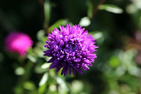 Kostenlose foto Natur blühen Blume lila Blütenblatt produzieren