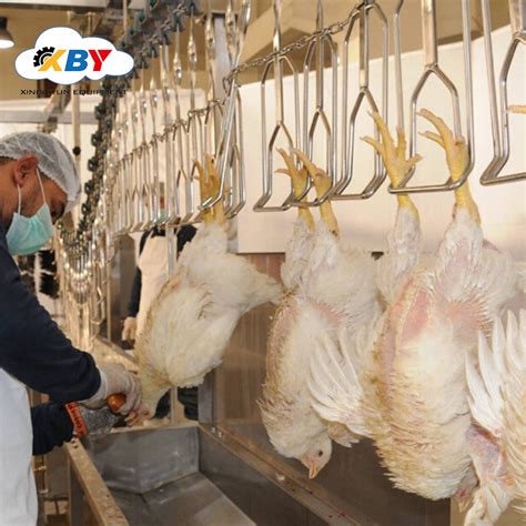 USD To Poultry Chicken Abattoir Slaughtering Equipment Line Slaughter