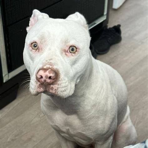 White Pitbulls: Adorable Puppies With a Unique Appearance