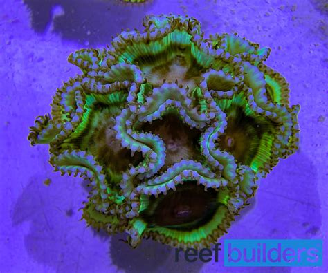 Palythoa Grandis Sun Polyps Are Our Favorite Zoanthids Reef