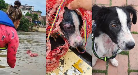 Rescatan a una perra que habían arrojado dentro de un costal en el río