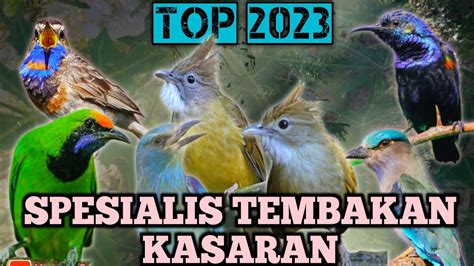 Masteran Paling Top Spesial Tembakan Kasar Banyak Di Sukai Juri