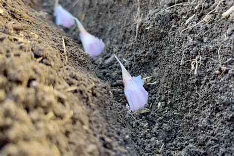 When To Harvest Garlic (3 Tips For Bigger Bulbs)