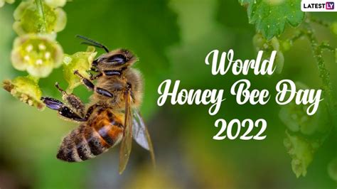 World Honey Bee Day 2022 Puns Archives - TrendRadars India