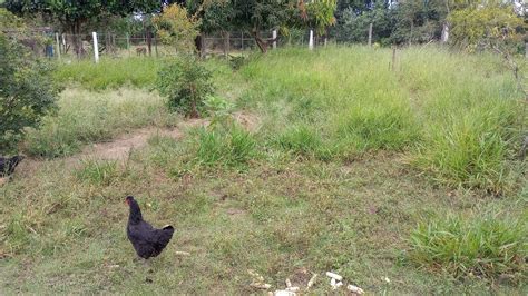 Mostrando Como Ficou O Pasto Do Galinheiro Depois De Ro Ar Lugardepaz