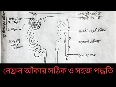 How to draw Nephrone easily নফরন আকর সঠক ও সহজ পদধত YouTube