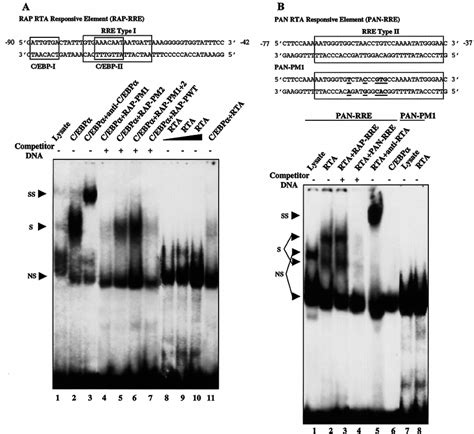 The C Ebp Binding Site In The Rap Promoter Overlaps The Kshv Rap