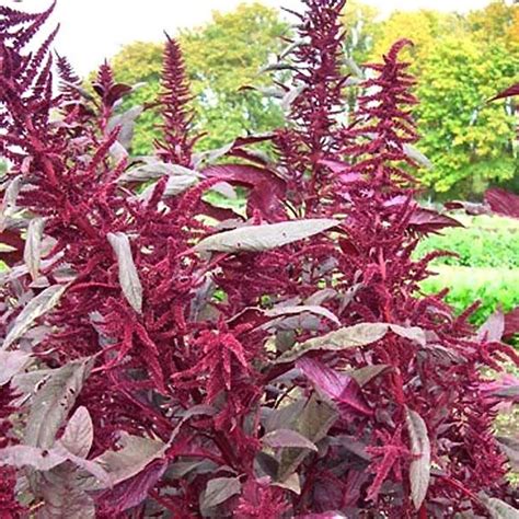 Organic Polish Amaranth 250 Mg ~250 Seeds Non Gmo Organic