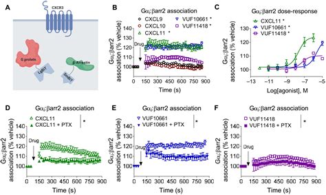 Biased Agonists Of The Chemokine Receptor CXCR3 Differentially Signal